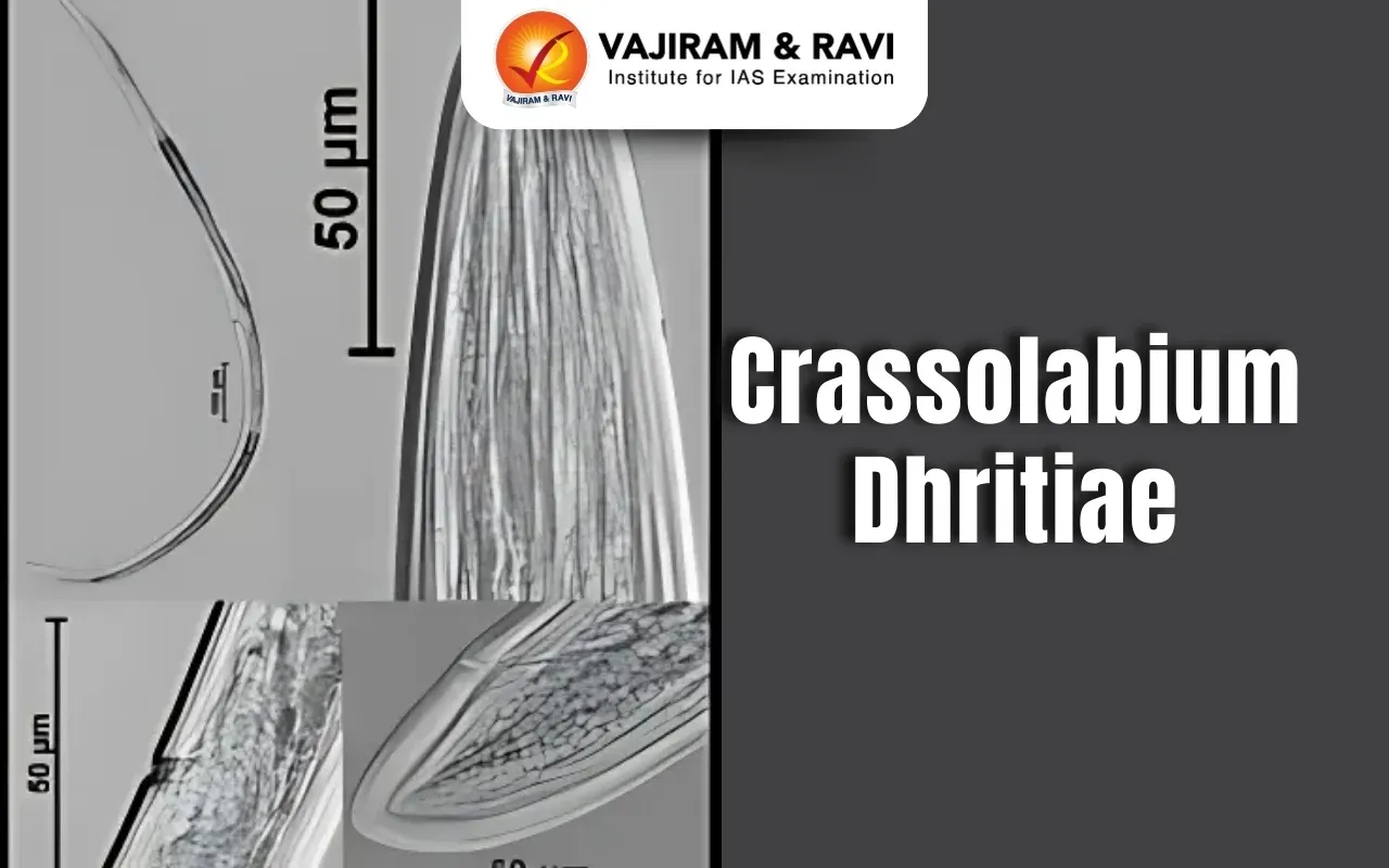 Crassolabium Dhritiae