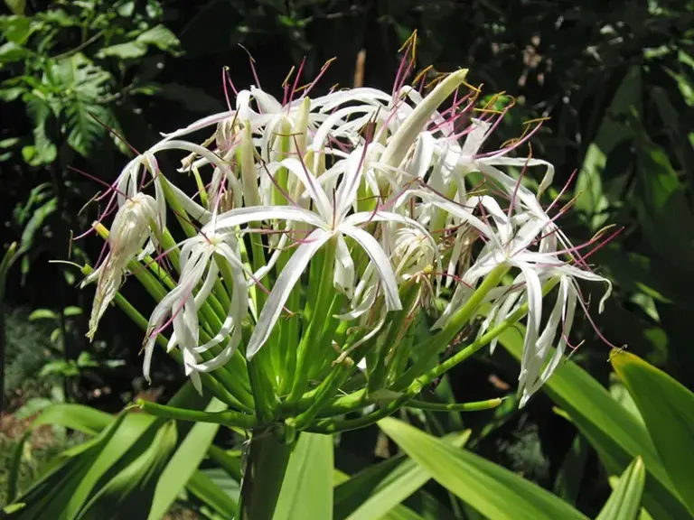 What is Crinum andhricum?