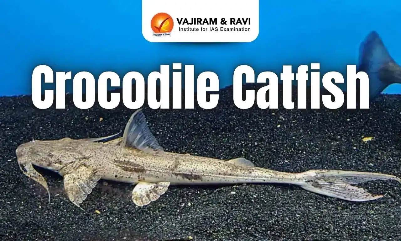 Crocodile Catfish