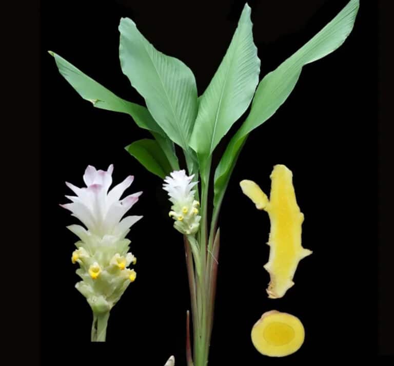 What is Curcuma kakchingense?