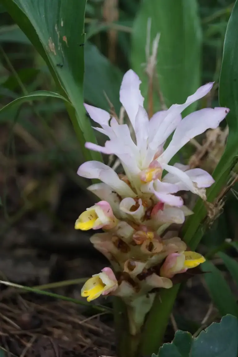 Curcuma ungmensis