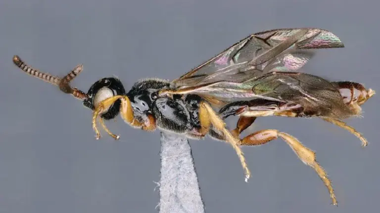 Darwin wasp