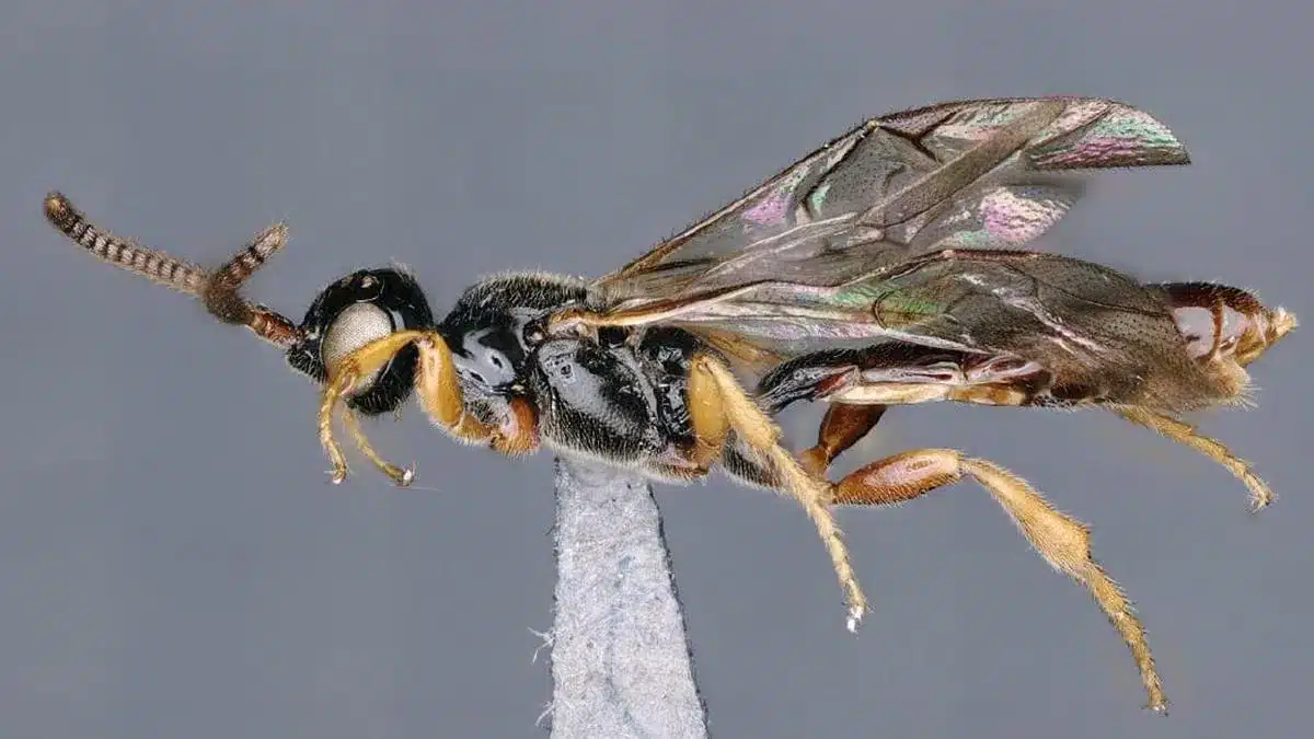 Darwin wasp