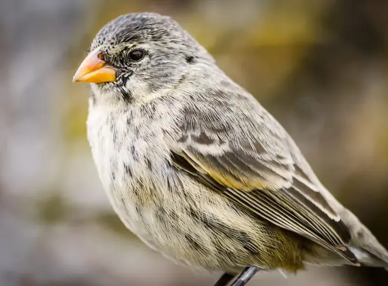 What are Darwin’s Finches?