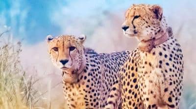 Reasons for Cheetahs’ Death