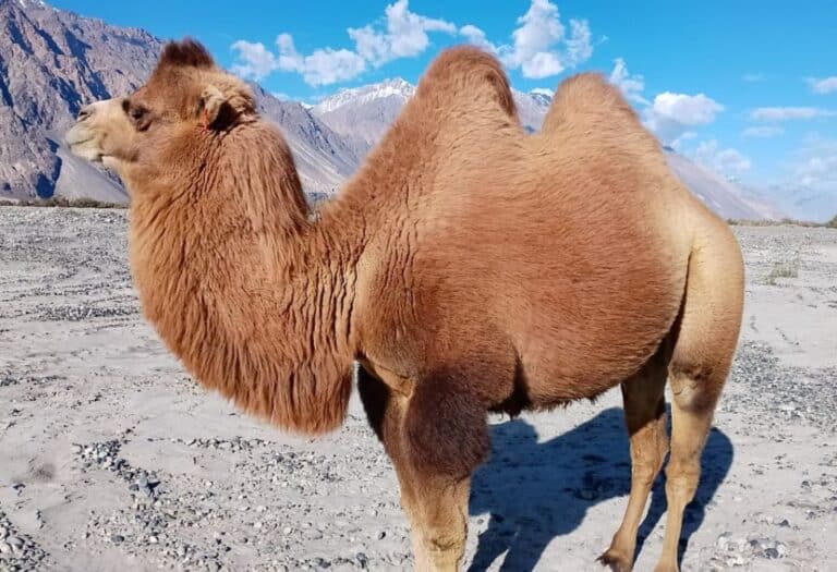 Double Humped Camels