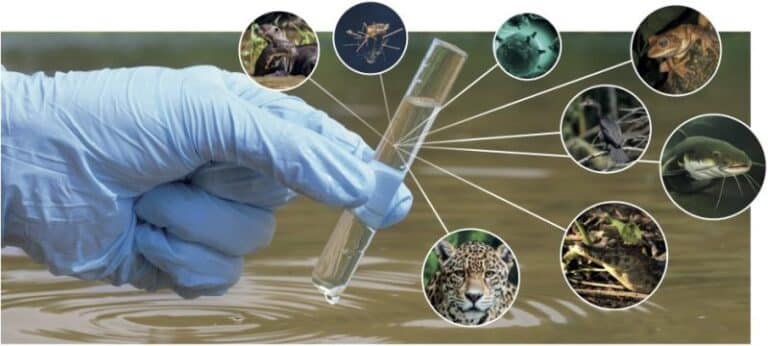 Environmental DNA (eDNA)