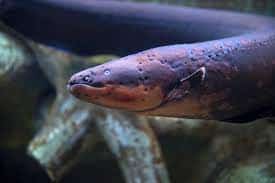 Electric eel