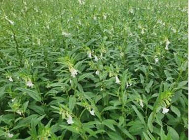 Onattukara sesame (Ellu)