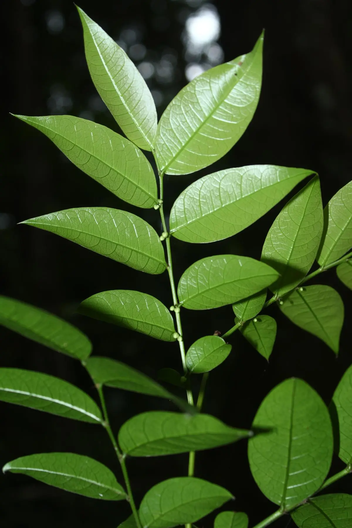 Emblica chakrabartyi