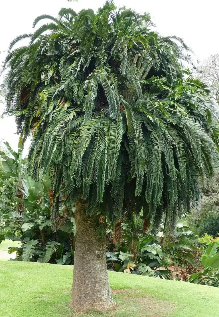 What is Encephalartos Woodii?