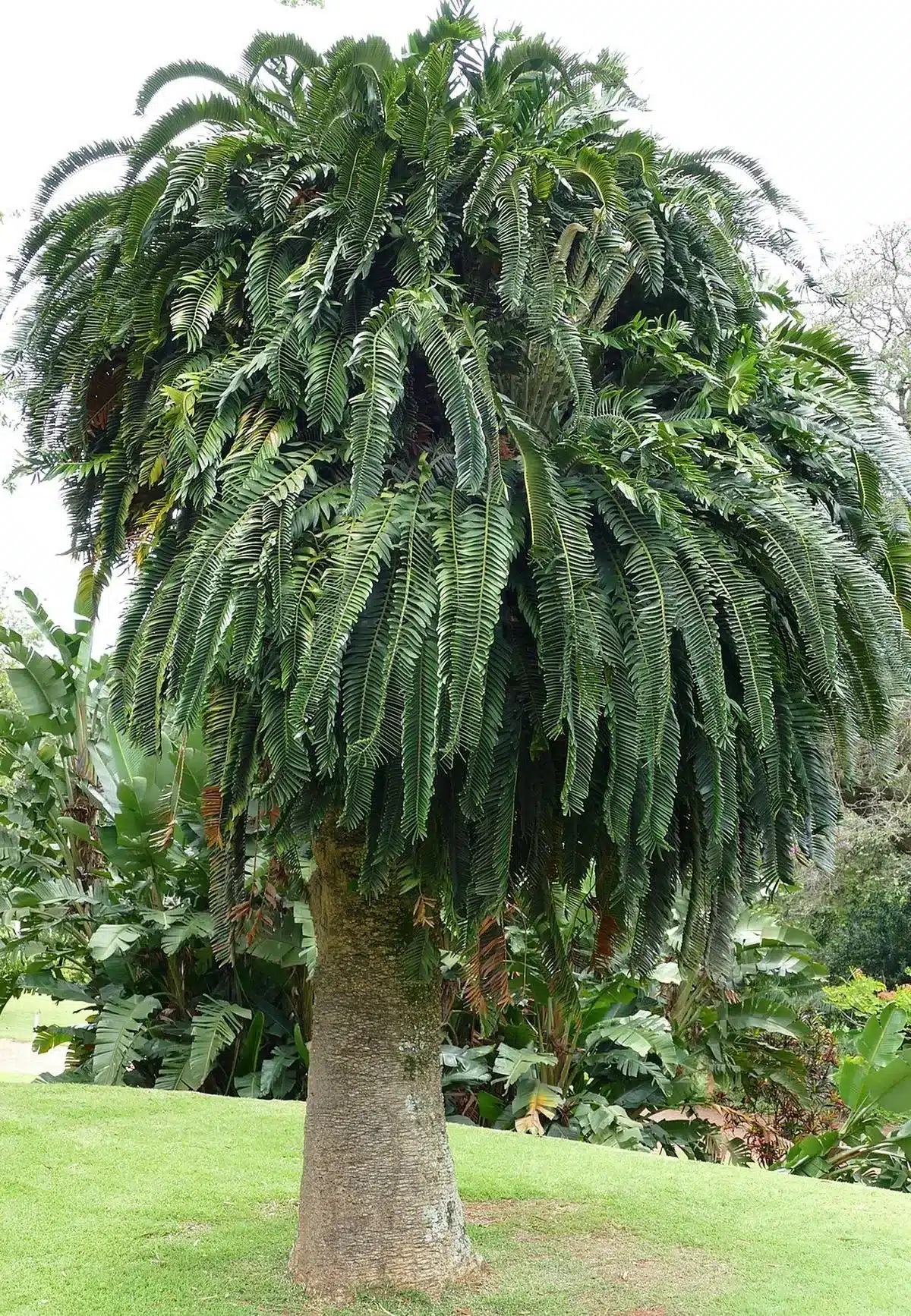 What is Encephalartos Woodii?