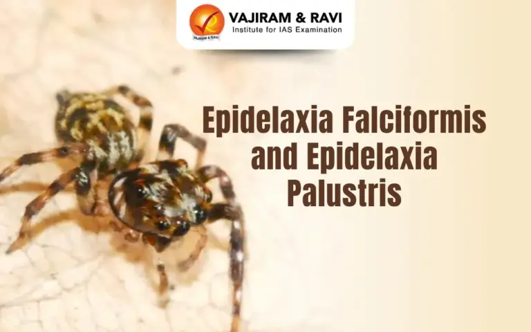 Epidelaxia Falciformis and Epidelaxia Palustris