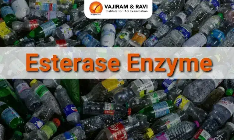 Esterase Enzyme
