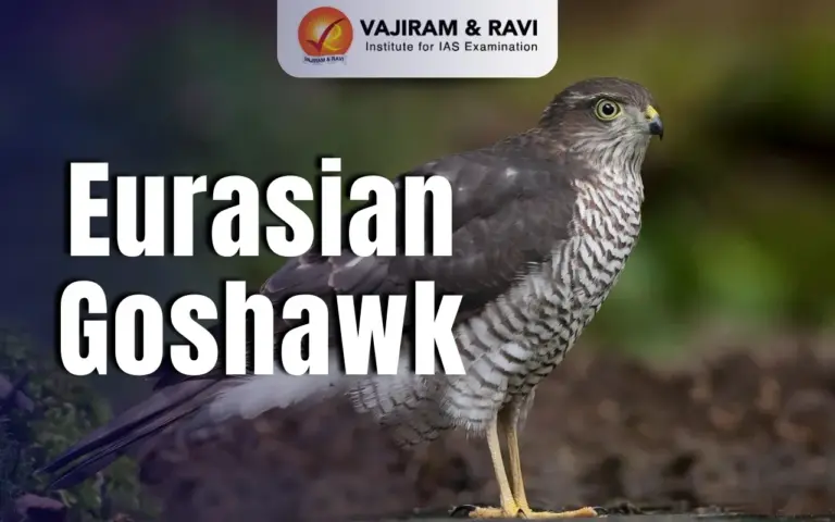 Eurasian Goshawk