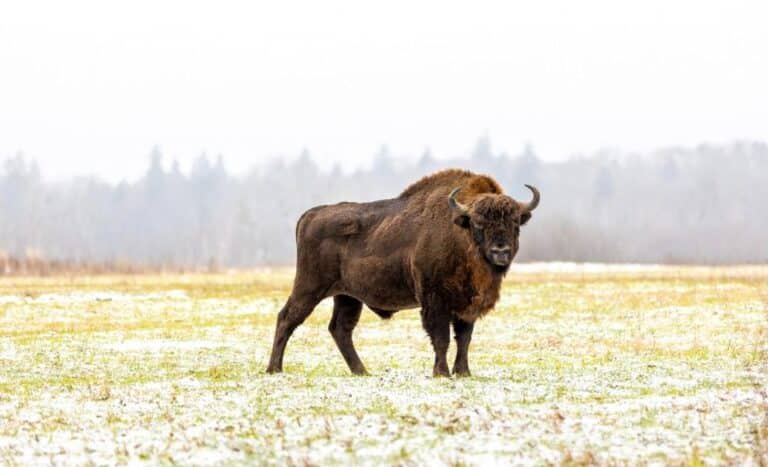European wood bison