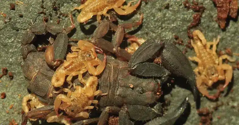 What is Euscorpiops Krachan?