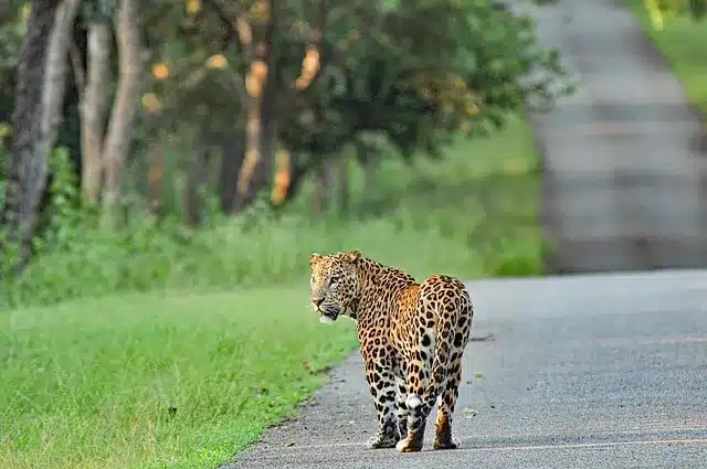 Extinction Filtering