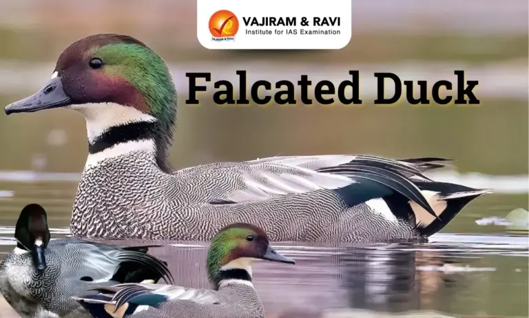 Falcated Duck