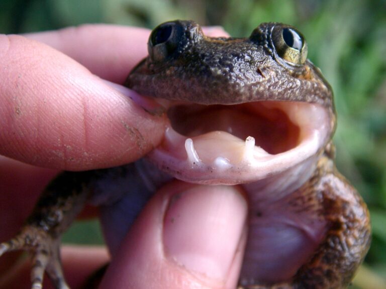 What are Fanged Frogs?