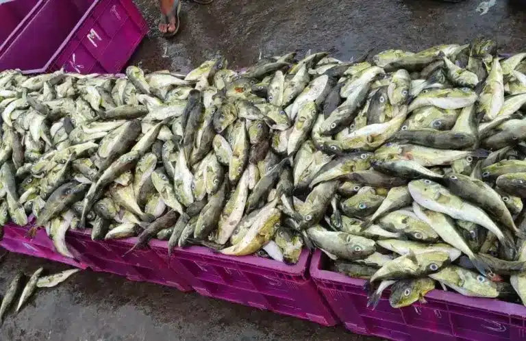 Report Fish Disease App