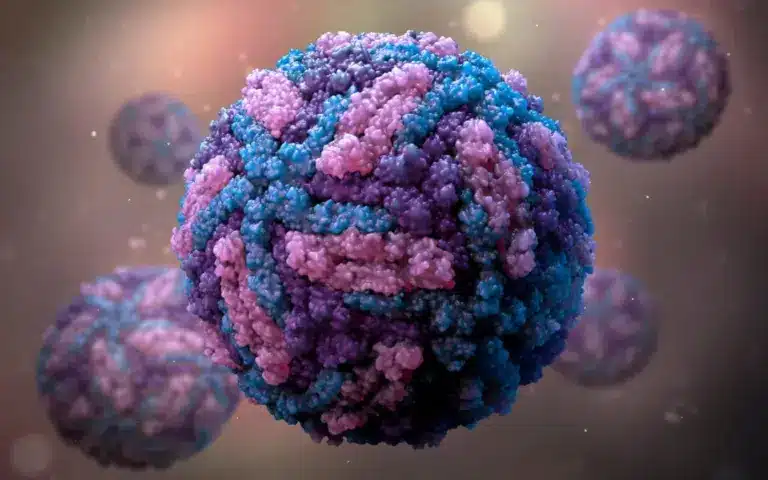 What are Flaviviruses?