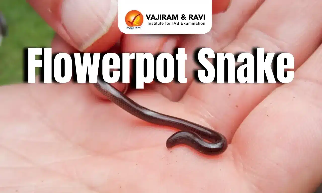 Flowerpot Snake