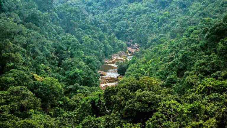 Forest Certification in India