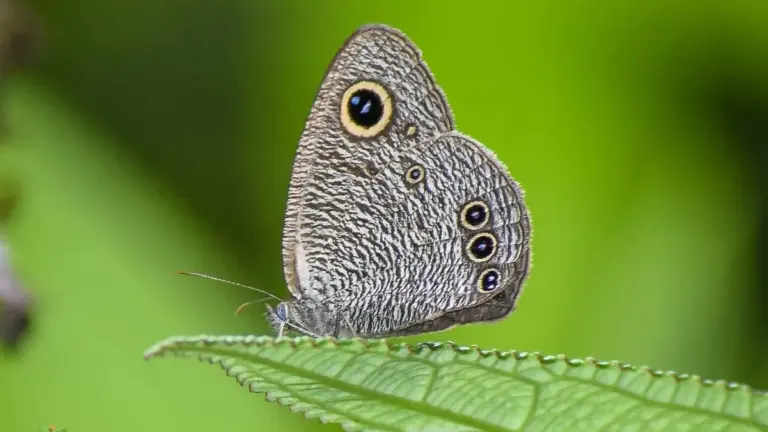 Four-ringed butterfly