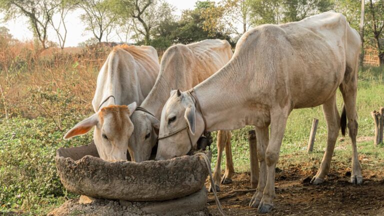 What are Freemartins?