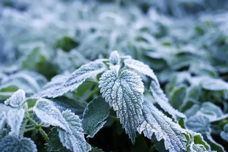 What is Frost?