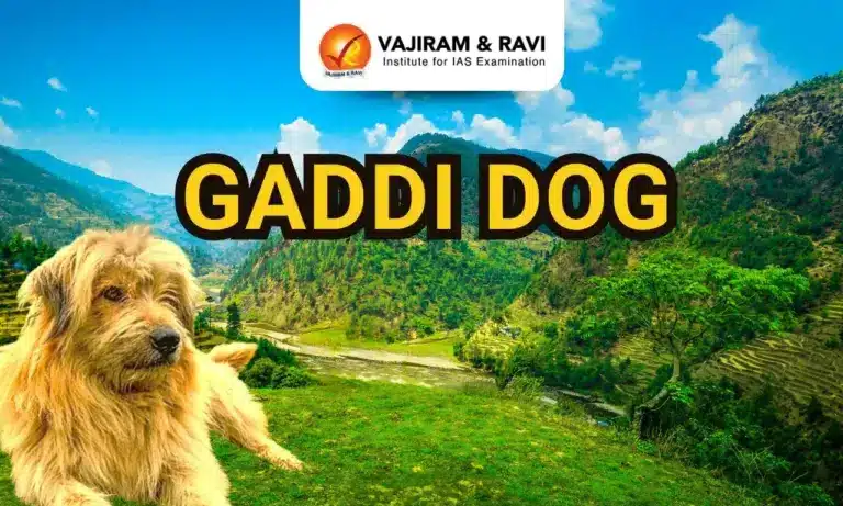 Gaddi Dog: Indigenous Dog Breed from Himalayas