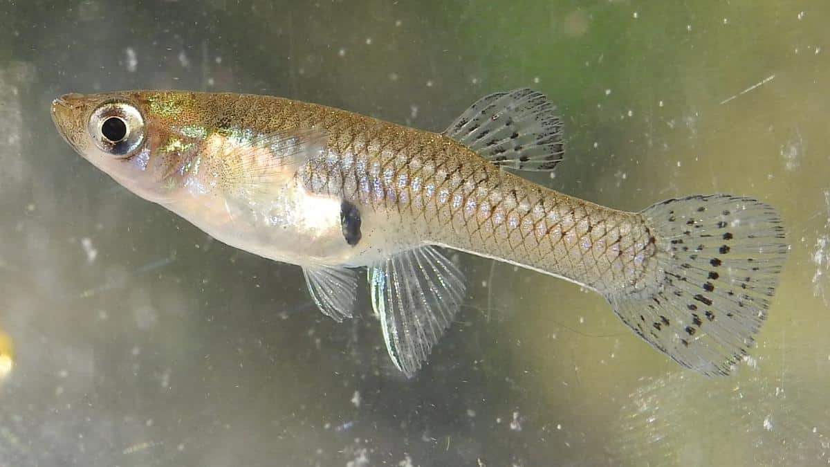 Gambusia fish