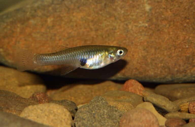 Gambusia Fish