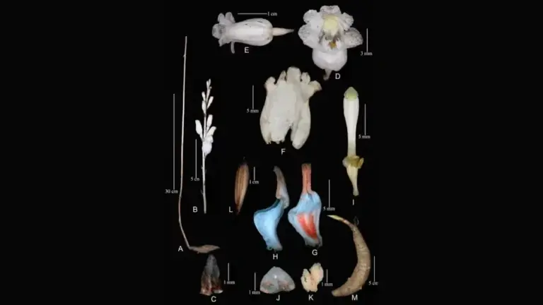 Gastrodia lohitensis