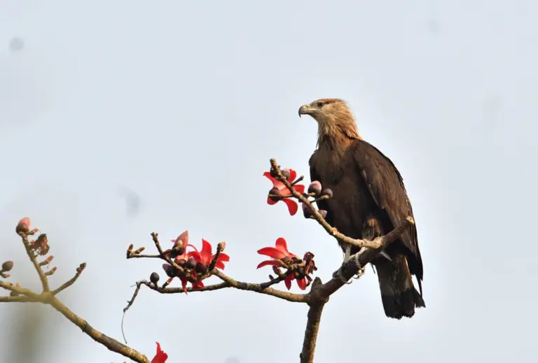 Great Backyard Bird Count (GBBC)