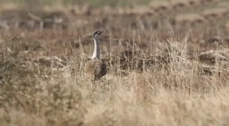 Comprehensive Guide to Great Indian Bustard (GIB) and Lesser Florican Conservation