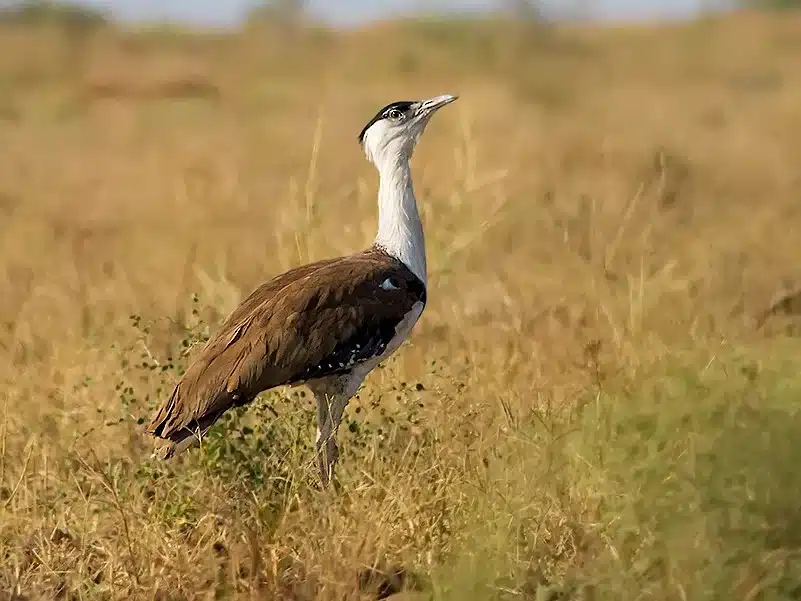 Great Indian Bustard