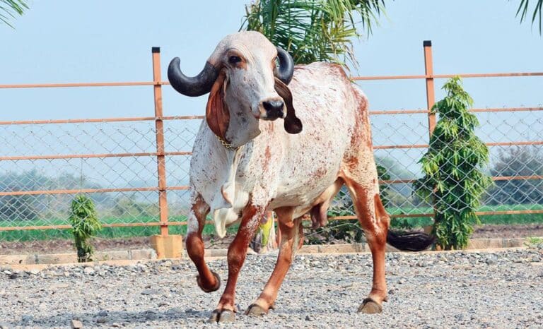 Gir cow