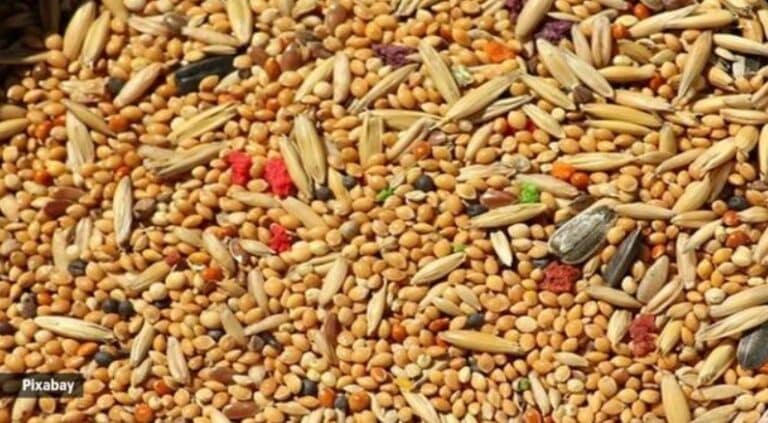 Global Millets Conference