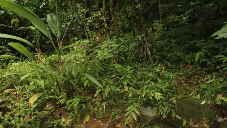 Globba tyrnaensis and Globba janakiae