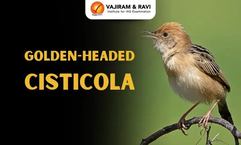 Golden-headed Cisticola