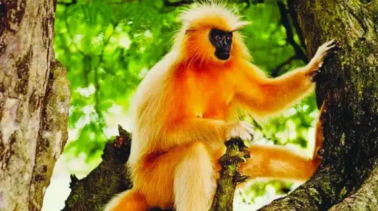 Golden Langurs