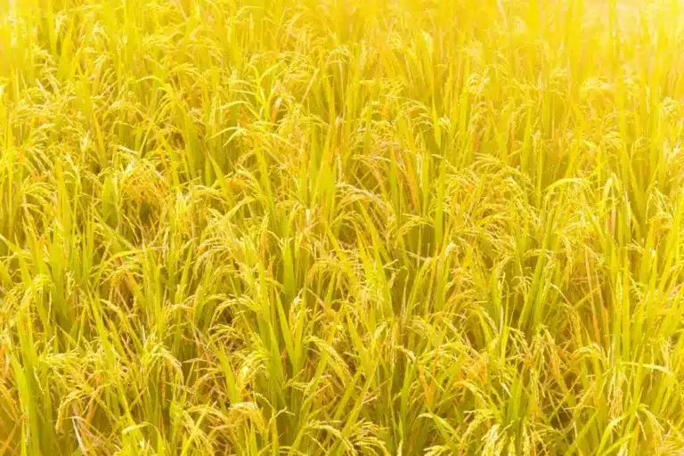 What is Golden Rice?