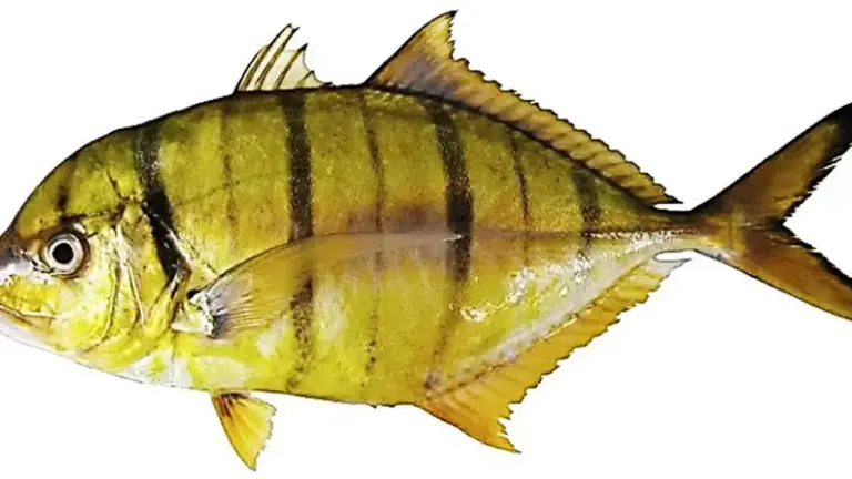 Golden Trevally Fish