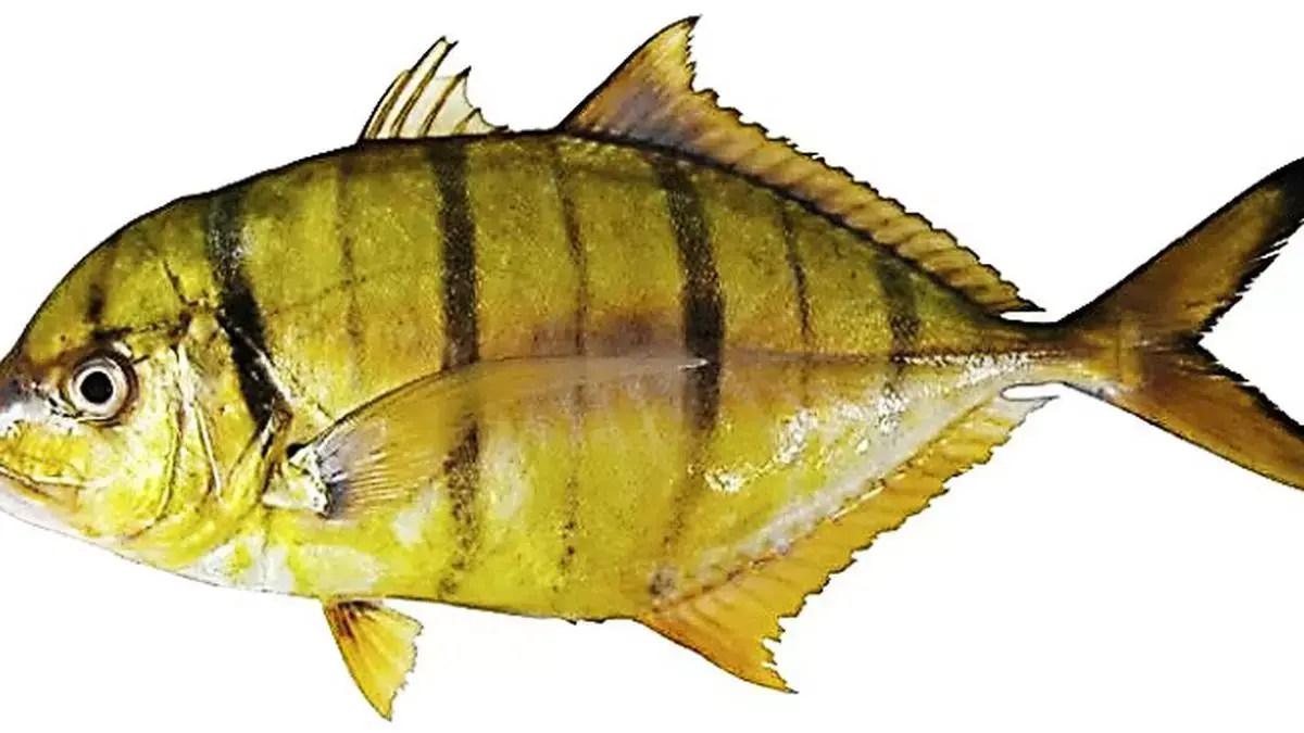 Golden Trevally Fish