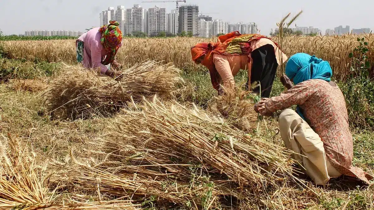 Govt Considers Rs 50,000 Crore Scheme for Agricultural Reforms