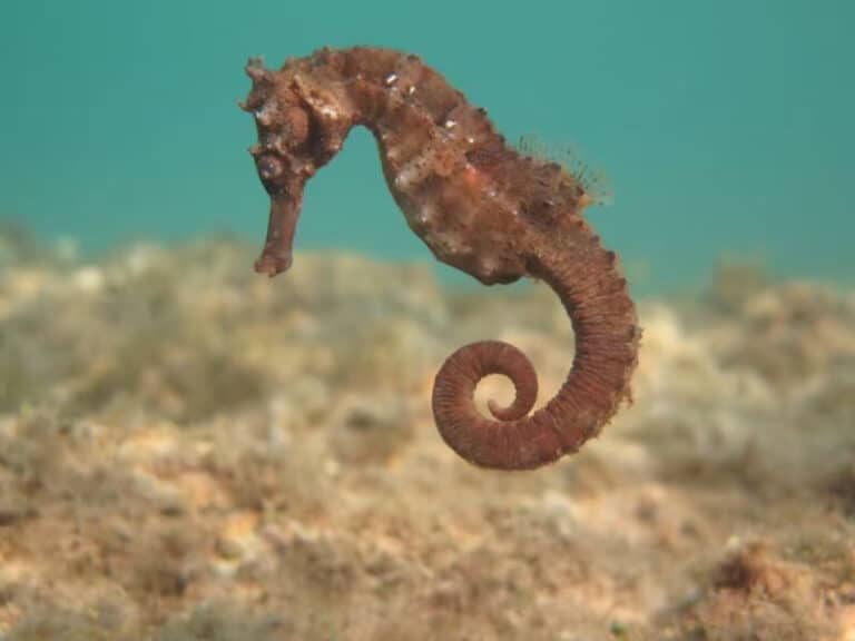 Great Seahorse