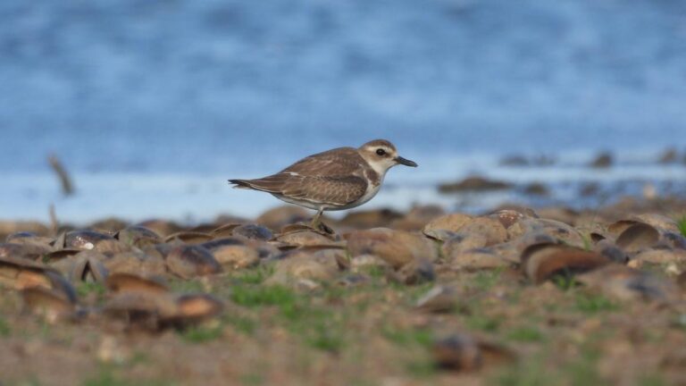 Greater sand-plover