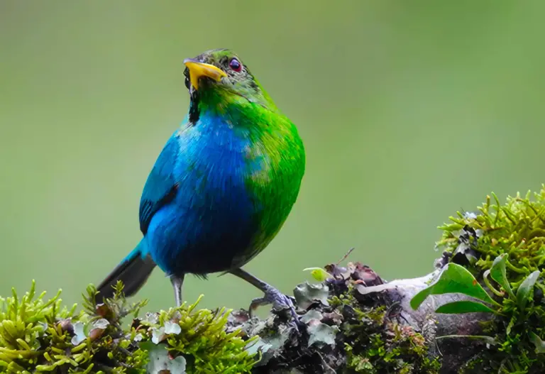 What is a Green Honeycreeper?